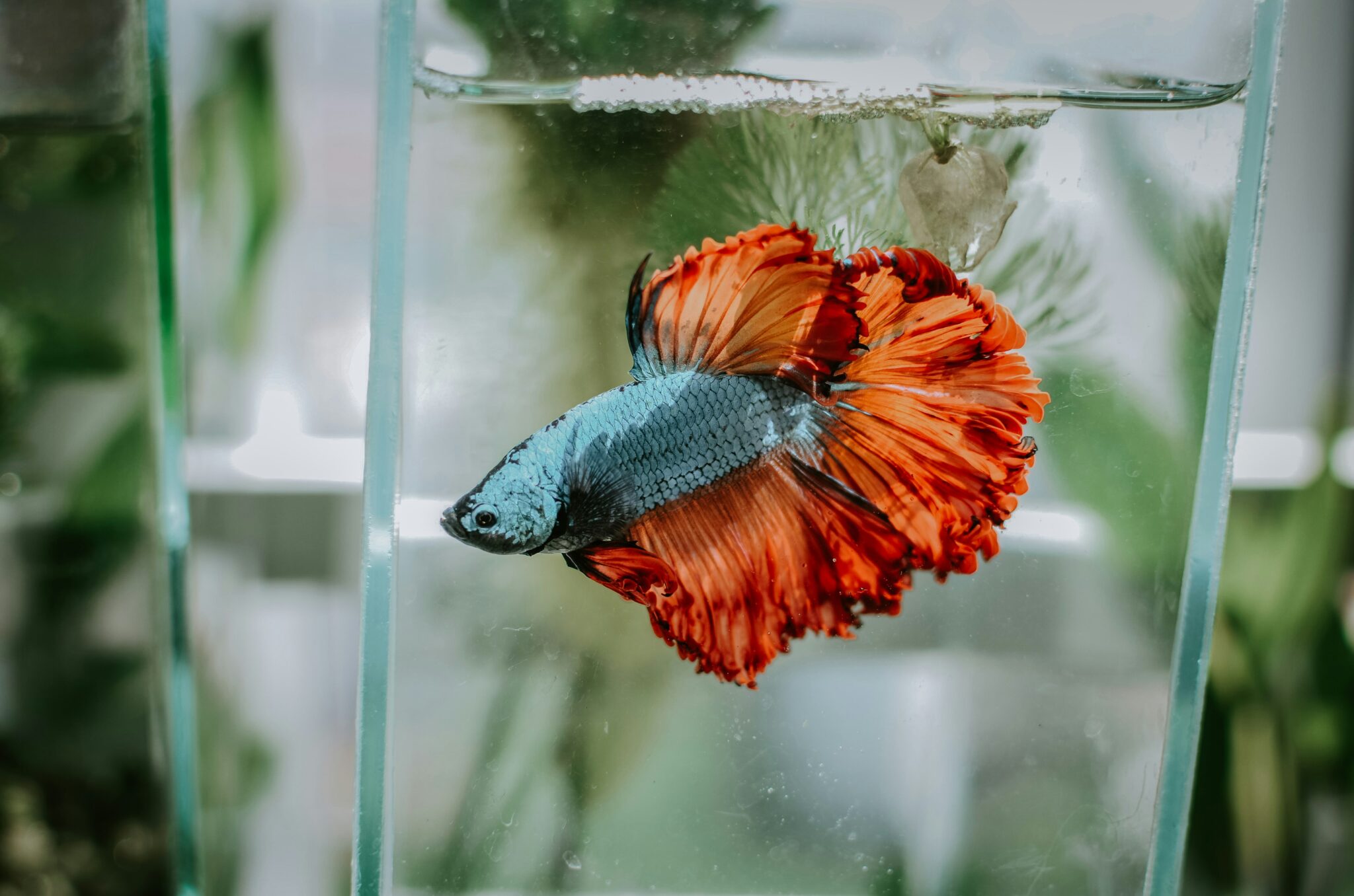 Betta Fish Care 101: The Complete Beginner’s Guide - BettaGeek