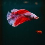 Want Your Betta to Live 5 Years? Here’s Exactly How Long They Live and Why