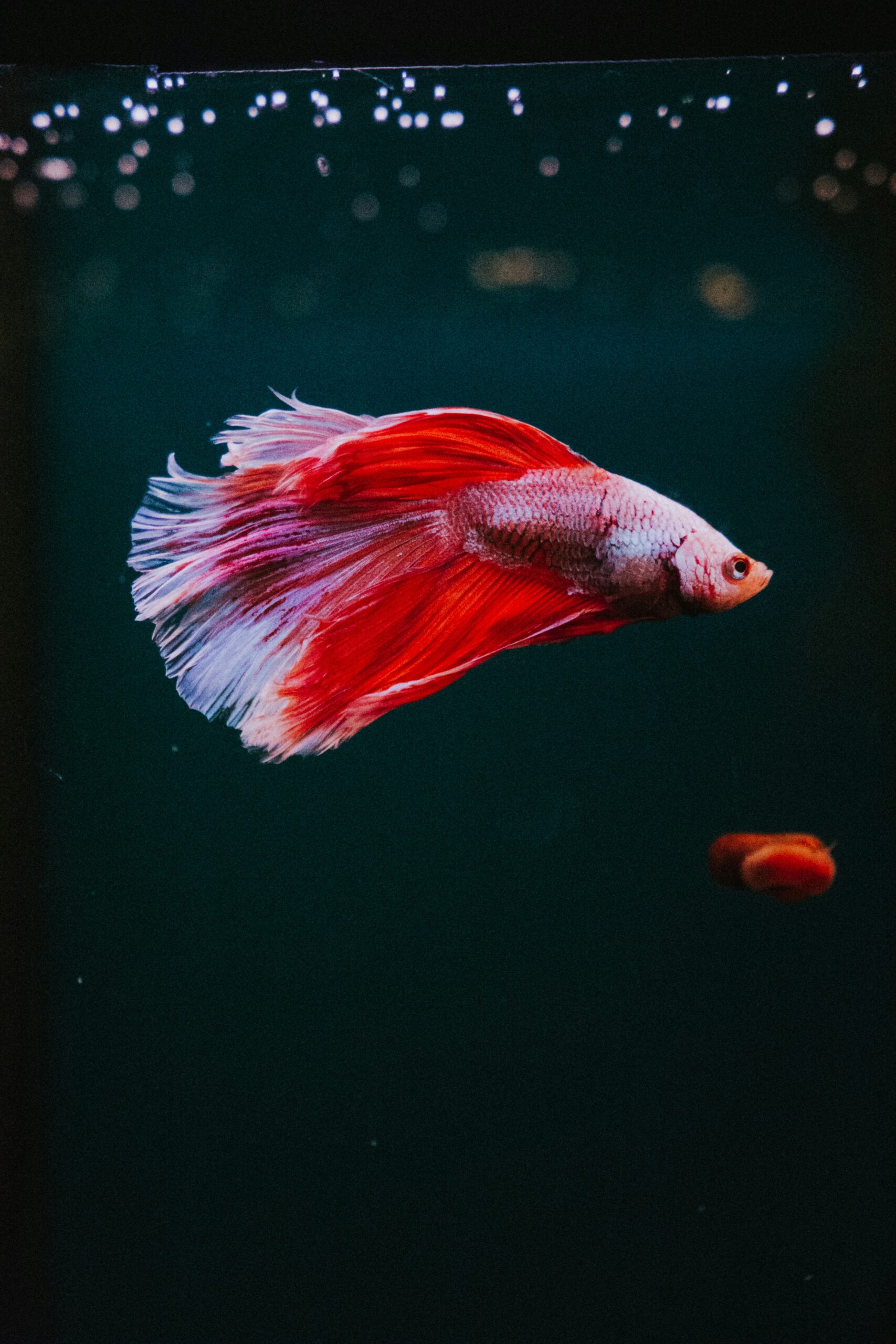 Want Your Betta to Live 5 Years? Here’s Exactly How Long They Live and Why