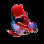 Do Betta Fish Get Lonely? Understanding Your Betta’s Social Needs