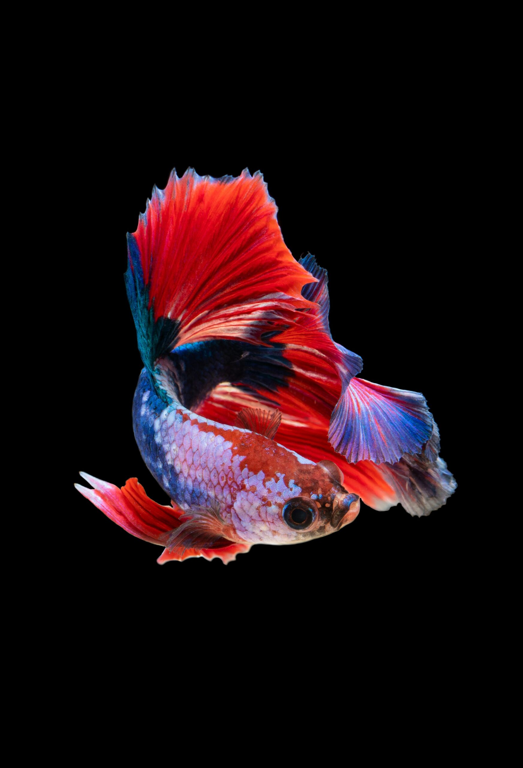 Do Betta Fish Get Lonely? Understanding Your Betta’s Social Needs