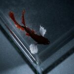 Betta Fish Tricks: Fun and Easy Things You Can Teach Your Betta