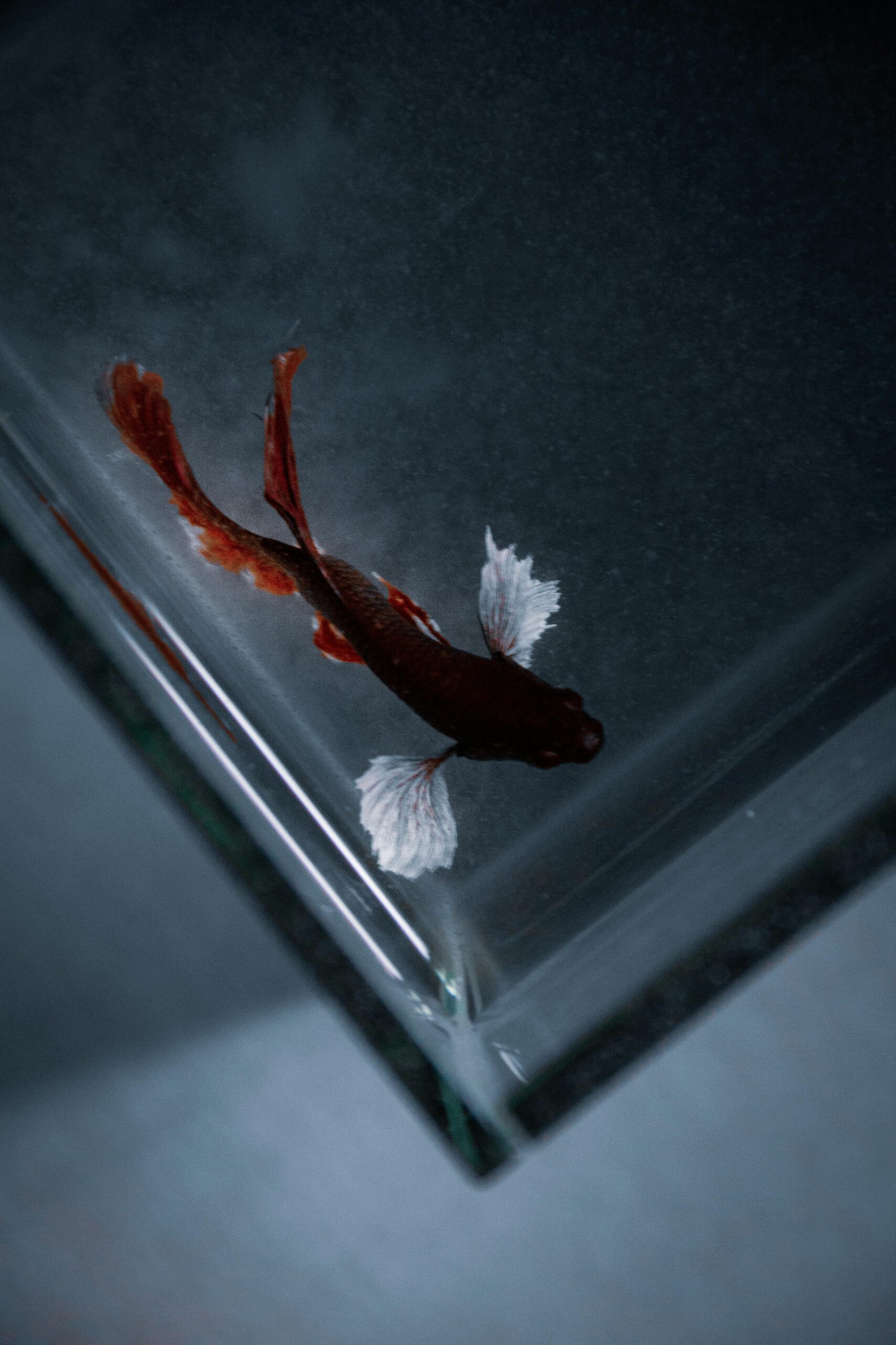 Betta Fish Tricks: Fun and Easy Things You Can Teach Your Betta